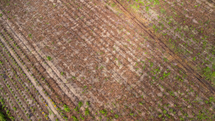Aerial view of beautiful landscapes of agricultural or cultivating areas in tropical countries. Eucalyptus plantation in Thailand. Natural landscape background.