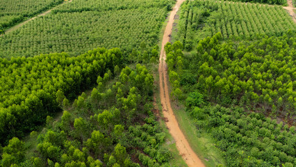 Aerial view of a dirt road that cuts through the beautiful green spaces of rural eucalyptus plantations. Top view of eucalyptus forest in Thailand. Natural landscape background.