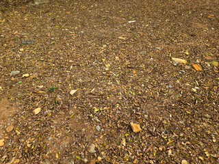 Fallen leaves on the ground