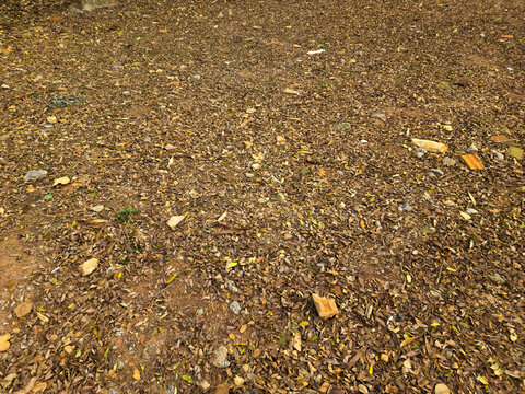 Fallen leaves on the ground