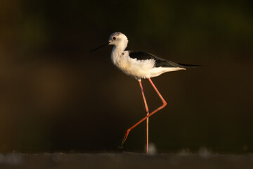 Black-winged stilt himantopus himantopus bird in natural habitat morning light