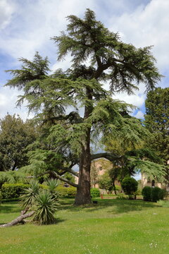 Beautiful Native Italian Tree In Tuscan Medieval Village Park