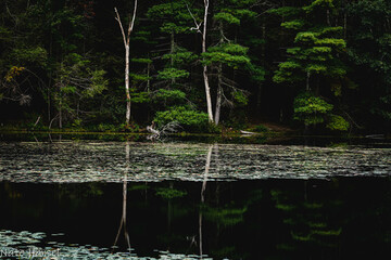 lake reflections