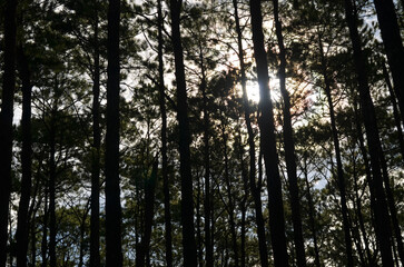 Silhouette pine forest with sunlight 