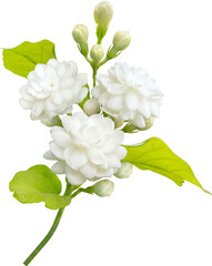 Jasmine flower and leaf, symbol of Mothers day in thailand