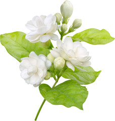 Jasmine flower and leaf, symbol of Mothers day in thailand