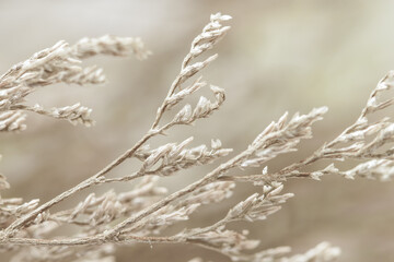 Romantic beautiful beige neutral pastel color dried flowers branches with blur background macro