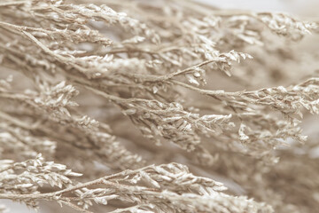 Romantic beautiful beige neutral pastel color dried flowers branches macro