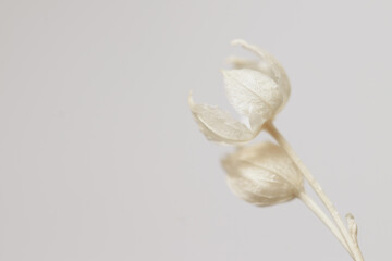 Romantic beautiful beige neutral pastel color dried flowers buds with light clean background macro
