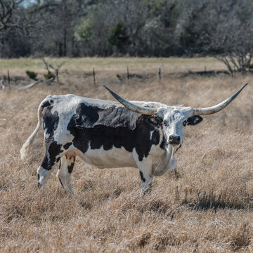 texas longhorns, longhorn mama, cattle, prairie, texas longhorn standing, black and white texas longhorn, grazing,  picturesque