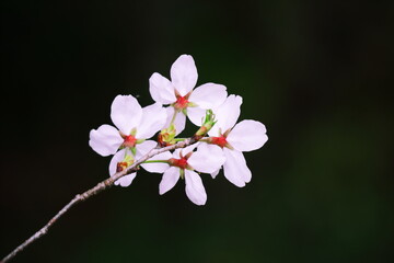 春の美しい桜の花