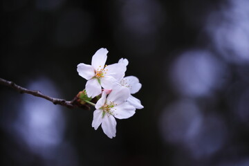 春の美しい桜の花
