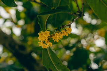 osmanthus blooming on branch in autumn