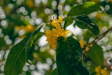 osmanthus blooming on branch in autumn