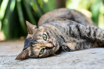 Three color cat lay on wooden floor with sunlight in the morning time