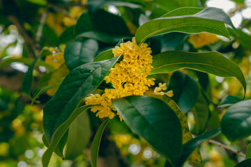 osmanthus blooming on branch in autumn