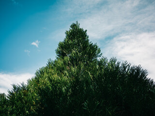 Tree and sky