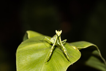 praying mantis on leaf, in nature