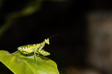 praying mantis on leaf, in nature