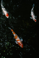 koi fish swimming in a pond
