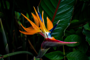 Plakat bird of paradise flower