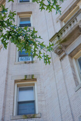 Fototapeta na wymiar green leaves in front of a building