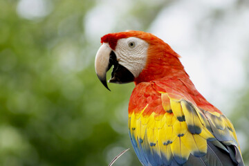 Guacamaya Roja