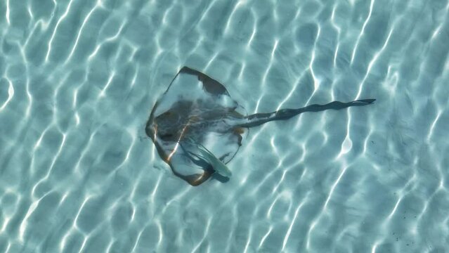 Stuning aerial bird's eye drone zoom view of a Cowtail Stingray (Pastinachus sephen) and a fish in shallow water at Whitehaven Beach, Whitsunday Islands, Great Barrier Reef, Queensland, Australia.