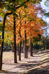 Naklejka premium 秋の公園の枯葉 
