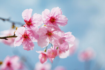 早咲き種の陽光桜をクローズアップ	