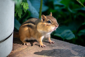 chubby chipmunk hides amid the potted plants