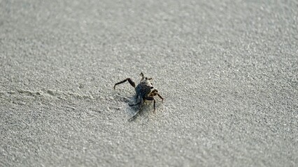 Crab