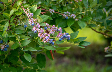 Fresh blueberries ripening on the vine