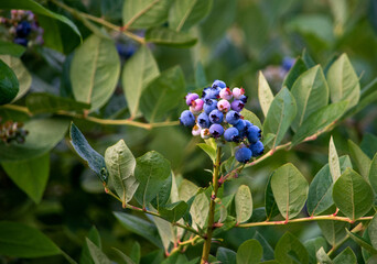  sweet plump blueberries Fruit ripening on the bush