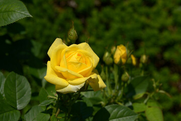 伊豆の踊り子　バラの花