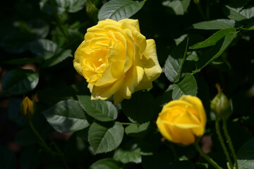 伊豆の踊り子　バラの花