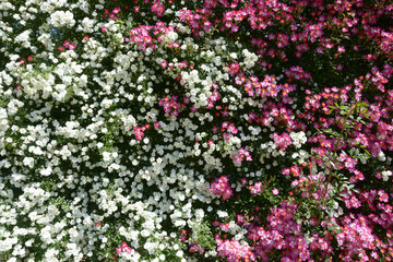 Fototapeta premium 雪あかりと安曇野 バラの花 花模様