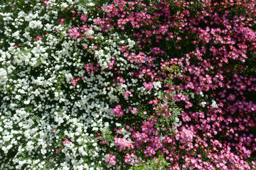 雪あかりと安曇野　バラの花　花模様