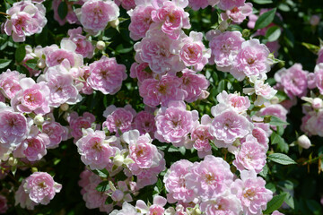 夢乙女　バラの花　花模様