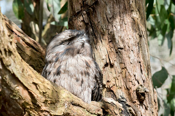 the tawn frogmouth is different shades of grey