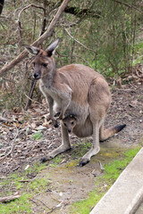 Naklejka na ściany i meble the westen grey kangaroo is mainly brown with a white chest and long tail and black tip