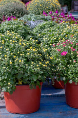 Fototapeta na wymiar Pots of fall chrysanthemums for sale