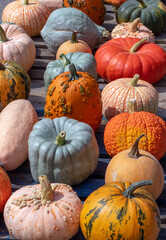 Rows of pumpkins and gourds in unique shapes and coloras