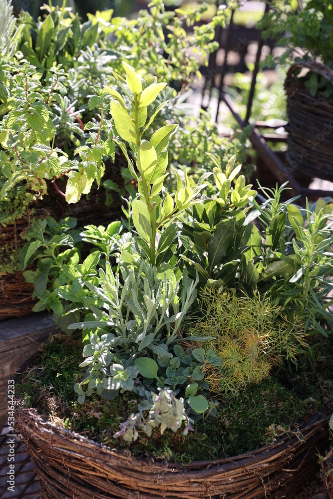 Canvas Prints basket herb garden