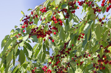red cherry on the tree