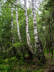 beautiful mixed forest in the southern Urals