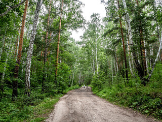 unpaved forest road in a mixed forest