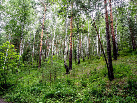 beautiful mixed forest in the southern Urals