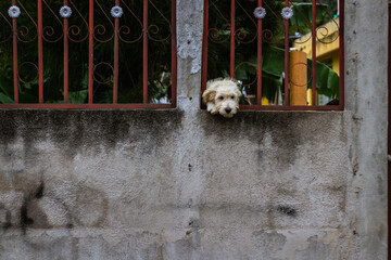 Perrito de casa