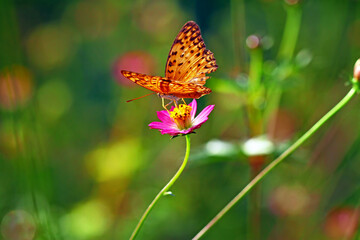 A Butterfly on the flower in the garden